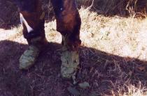 Beim Schuhe trocken???