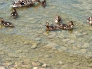 Und nochmal: 'Plantsch!'